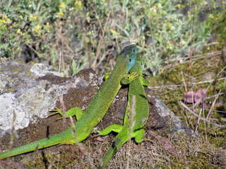 Breeding behaviour of Green Lizard Lacerta a male protecting gravid female