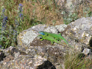 Breeding behaviour of Green Lizard Lacerta a male protecting gravid female