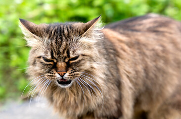 Portrait of a wild cat. Close-up. Selective focus.