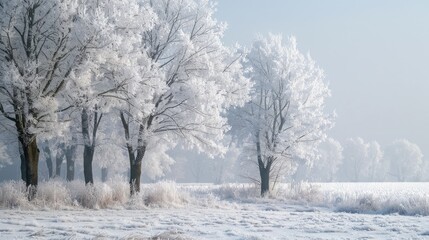 Fototapeta premium Trees in the winter season