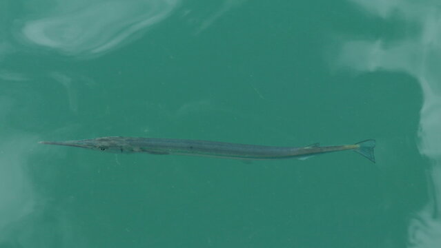 Slim Fish