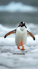 Fototapeta premium Gentoo penguin walking on ice