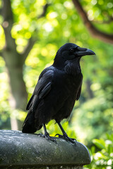 Black crow perched on a stone surface with a blurred green foliage background highlighting its glossy feathers