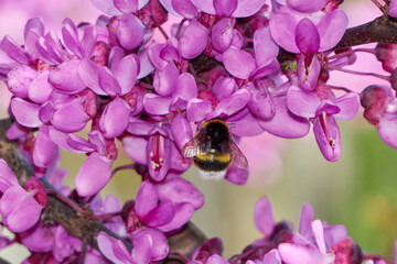 Bumblebee on love tree flower