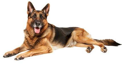 Full body shot of German Shepherd dog, lying down, smiling.