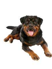 Obraz premium Full body shot of Rottweiler dog, lying down, smiling.