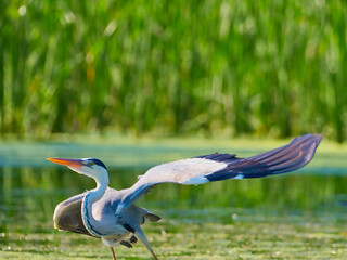 Ardea cinerea