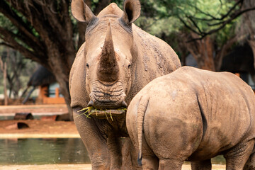 Wild african animals. Portrait of a  white Rhinos grazing in a National park