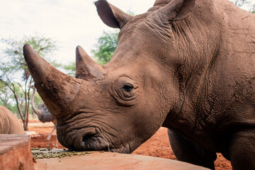 Wild african animals. Portrait of a  white Rhino grazing in a National park