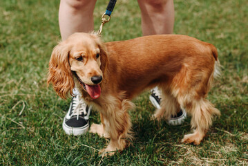brown English cocker spaniel sitting on green grass near owner in park in sunny summer day, walking...