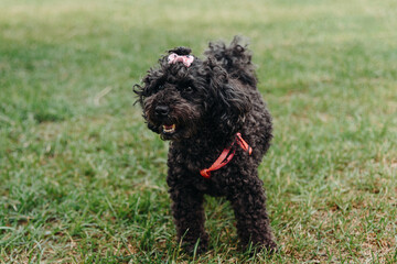 black female toy poodle walks on green grass in park in sunny summer day, dogwalking concept