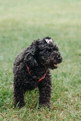 black female toy poodle walks on green grass in park in sunny summer day, dogwalking concept, vertical