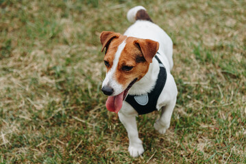 red and white jack russell terrier dog walks on green grass in park in sunny summer day, tongue...