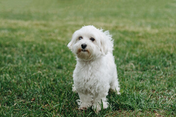 white Maltese dog walks on green grass in park in sunny summer day, dogwalking concept