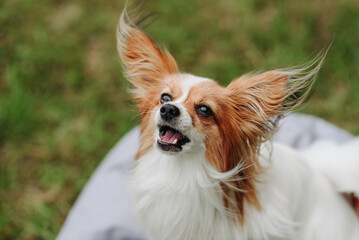 red and white papillon dog sitting on gray armchair bag on green grass in park in sunny summer day, looking at owner and barking, dogwalking concept