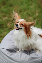 red and white papillon dog sitting on gray armchair bag on green grass in park in sunny summer day, looking at owner, dogwalking concept, vertical