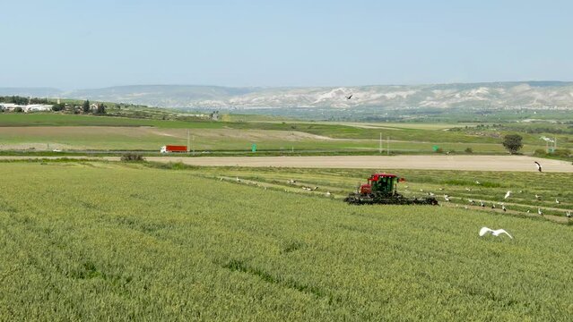 Red Tractor Cutting Green Wheat  in Vibrant Green Fields with Haks and Storks