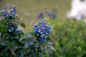 flowers in the garden