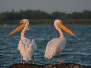 Pelecanus