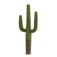 Tall Saguaro Cactus on White Background