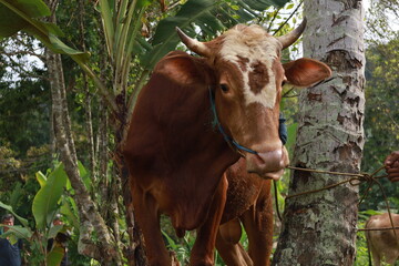 A very large cow, a sacrificial animal on Eid al-Adha