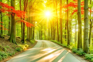 Obraz premium Sunlit Forest Path Surrounded by Vibrant Autumn Foliage