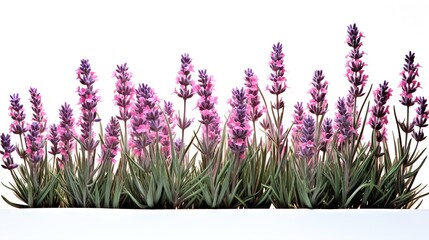 Naklejka premium flowers isolated on white