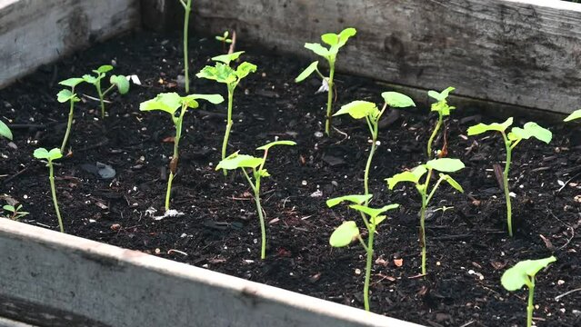 Young Okra plants in a vegetable bed in garden
