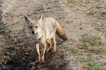 Tanzania - Ngorongoro crater - black-backed jackal (Lupulella mesomelas)