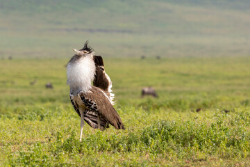 Tanzania - Ngorongoro crater - kori bustard (Ardeotis kori)