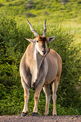 Tanzania - Ngorongoro crater - common eland (Taurotragus oryx)