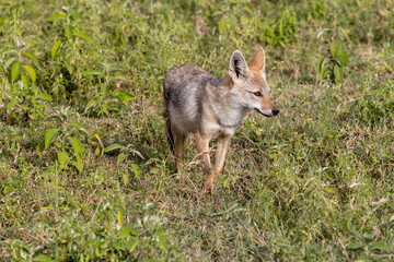 Obraz premium Tanzania - Ngorongoro crater - black-backed jackal (Lupulella mesomelas)