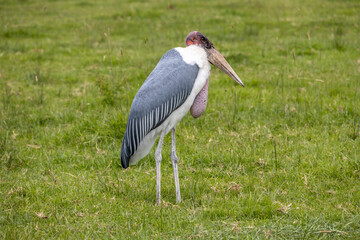 marabou stork (Leptoptilos crumenifer)