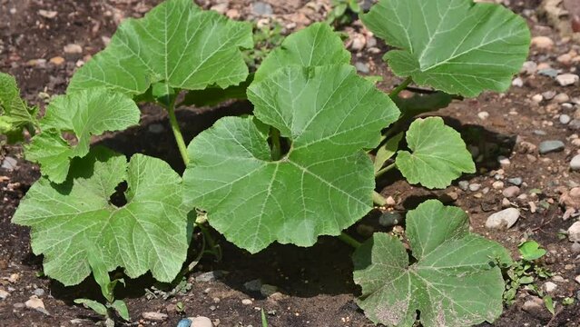 Blue Hubbard Squash plant growing in a home garden