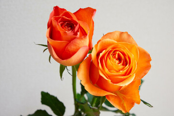 オレンジ色のバラ