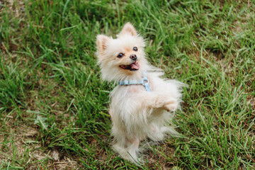 white Pomeranian dog looking at owner at walk in park in sunny summer day, Dwarf Spitz, German Toy Spitz, standing on hind legs, tongue out, dogwalking concept