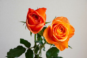 オレンジ色のバラ