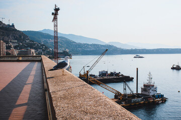 Seagull bird at Hercule Port in Monaco, at French Riviera.