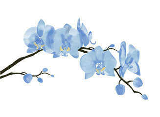 Beautiful floral watercolor blue orchid flower branch.