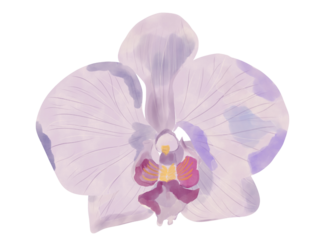 Beautiful floral watercolor Purple orchid flower isolated on a white background.
