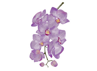 Beautiful floral watercolor purple orchid flower branch isolated on a white background.