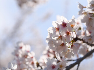 桜の花