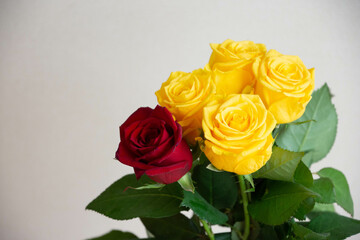 黄色と赤のばら