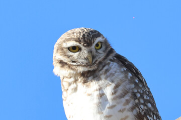 Close up of owl with blue background and copy space. Prey animals. Raptors. Night birds. Animal. Wildlife. Bird.