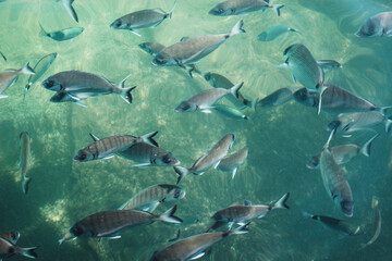Fishs in the sea in Monte Carlo, Monaco