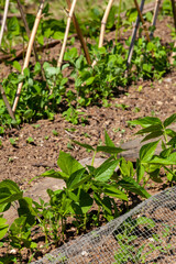 Au potager - gros plan sur des jeunes plants de légumes dans une rangée du potager familial