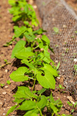Au potager - rang de jeunes plants de haricots vert en plein terre