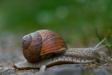 snail on a leaf