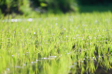 Green rice field close-up, sunlight