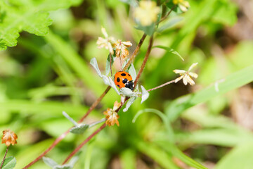 Red ladybug on grass, spring meadow